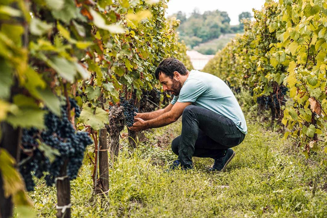 2024 : Une Année Catastrophique pour les Vignerons Français